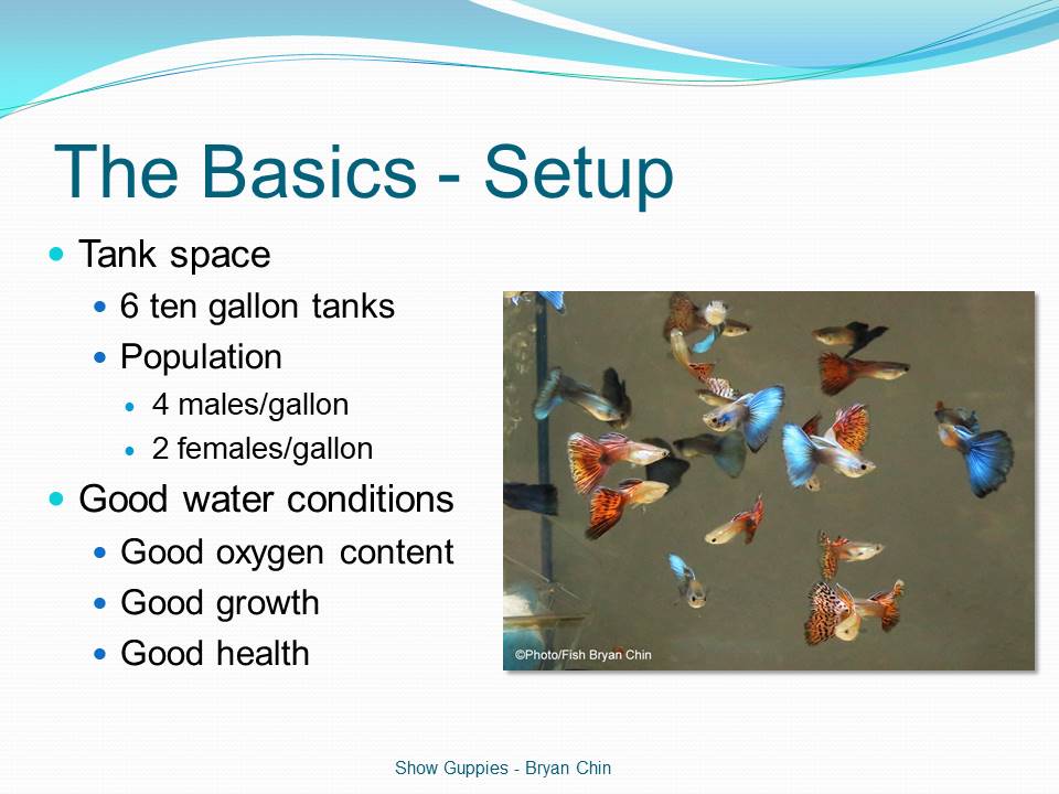 Presentation guppy basics